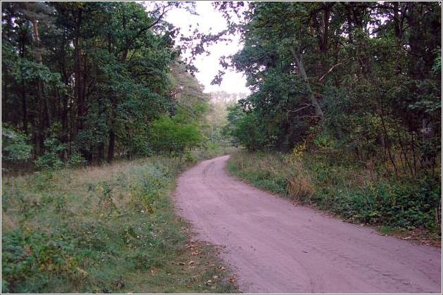 Jarogniewice forest